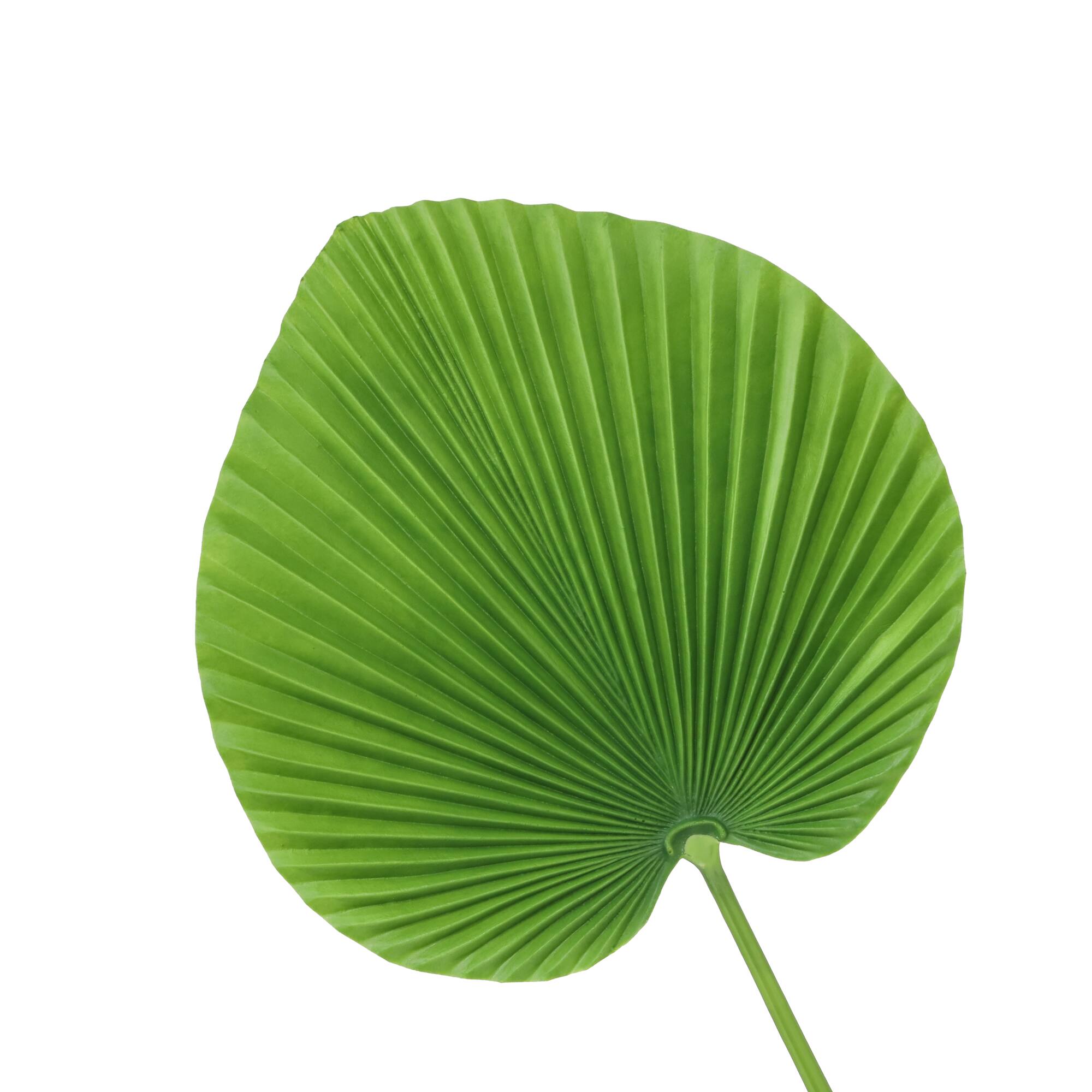 31" Green Palm Stem by Ashland®